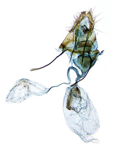 Aethes hartmanniana